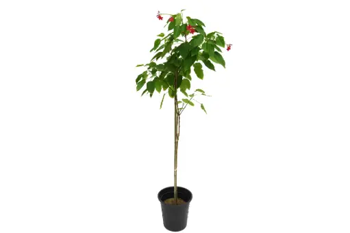 [SUL70138] Jatropha 25cm جتروفا 