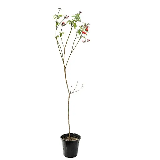 [SUL70138] jatropha 25cm 