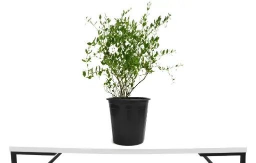 [SUL70142] Jojoba 25 cm جوجوبا 