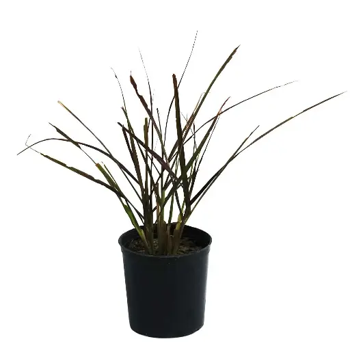 [SUL70148] Pennisetum Red 14cm حلفا حمراء 