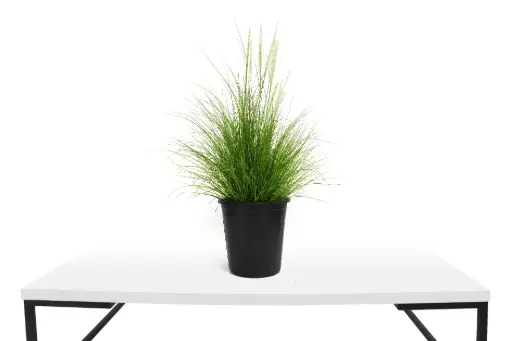 [SUL70152] PENNISETUM GREEN  25CM حلفا خضراء 25سم