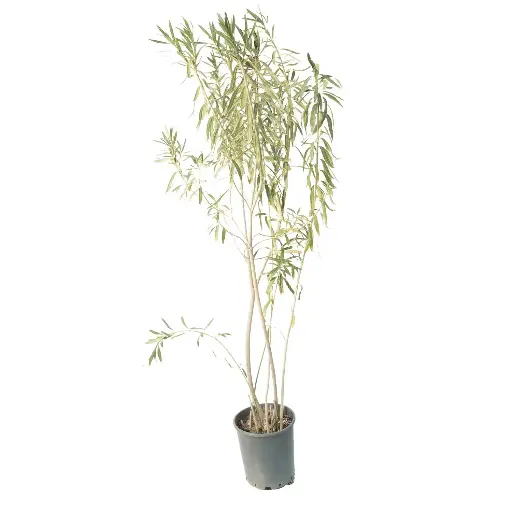[SUL70163] Nerume Oleander 25cm دفلة 