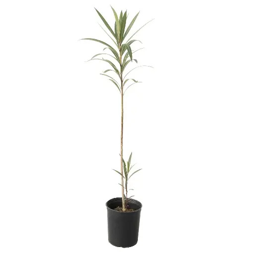 [SUL70164] nerume oleander 14cm 