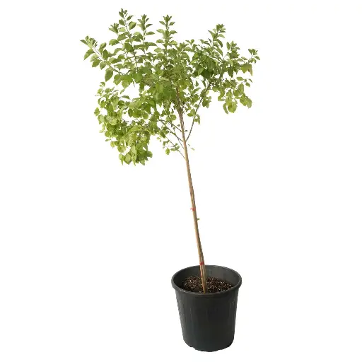 [SUL70171] DURANTA GREEN VERTICAL SHAPE 25CM دورنتا خضراء عمودية