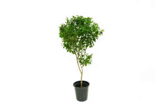 [SUL70171] Duranta Green Vertical Shape 25CM دورنتا خضراء عمودية 