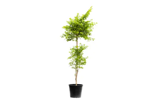 [SUL70172] Duranta Yellow Vertical Shape 25cm دورنتا ليموني عمودية 