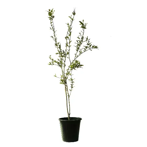 [SUL70176] POMEGRANATE PINICA GRANATUM 25CM