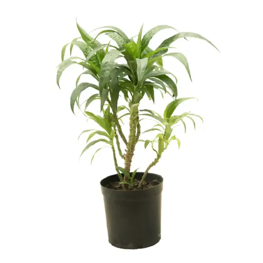 [SUL70180] Ruellia vertical 12cm 