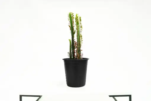 [SUL70203] Euphorbia Trigona Red 25CM شمعدان احمر 