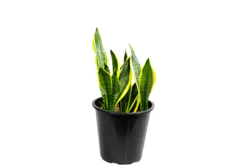 [SUL70213] sansevieria yelow 25cm 