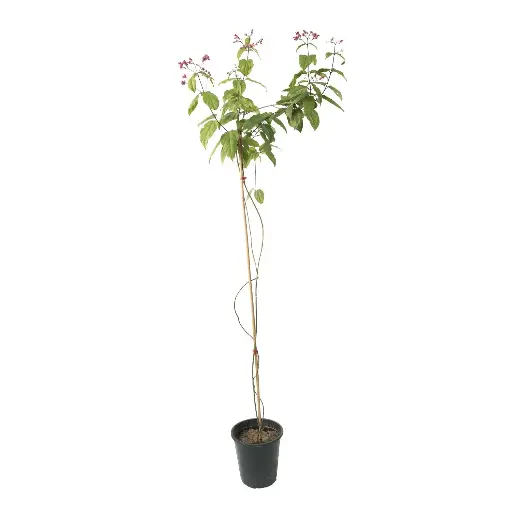 [SUL70220] Clerodendrum Splendens 25cm كليرودندروم سبلندنس