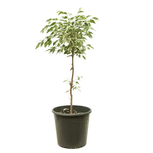 [SUL70232] FICUS HAWAII 35CM فايكس 