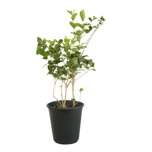 [SUL70239] Jasminum Arabian 25cm فل مصري 