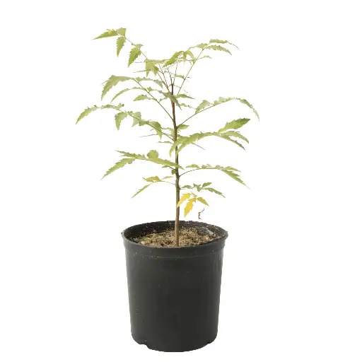 [SUL70243] Curry Tree 14cm كاري 