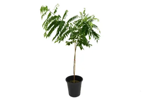 [SUL70244] Curry Tree 25cm كاري 