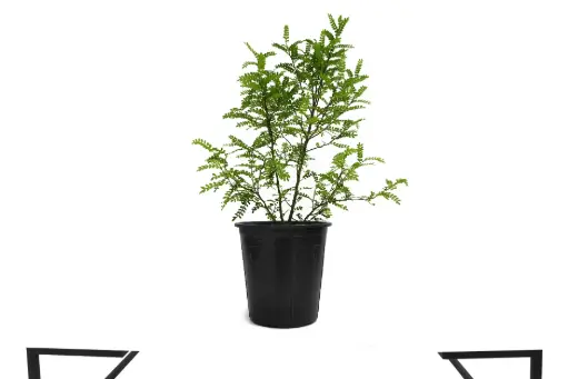 [SUL70245] Casalisoum 25cm كازاليزوم 