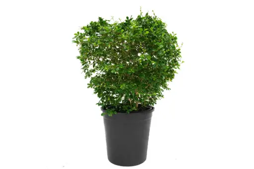 [SUL70253] Carmona Ball shape 35cm كرمونا كروية