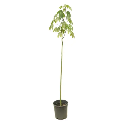 [SUL70258] Chorisia 25cm كروزيا 