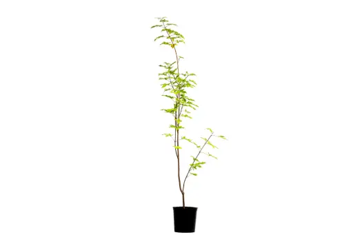 [SUL70261] Vitex Trifolia 14cm كف مريم خماسي