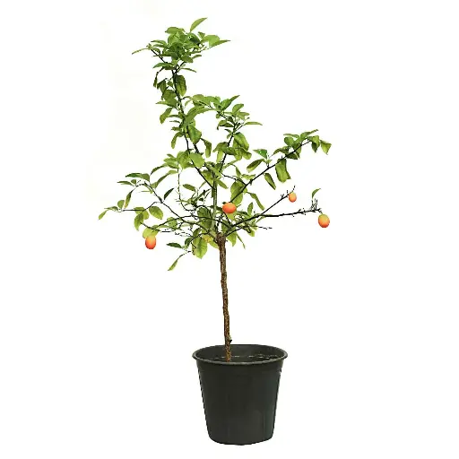 [SUL70269] CITRUS RETICULATA SMALL EGYPT 25CM كيمكوات مصري صغير