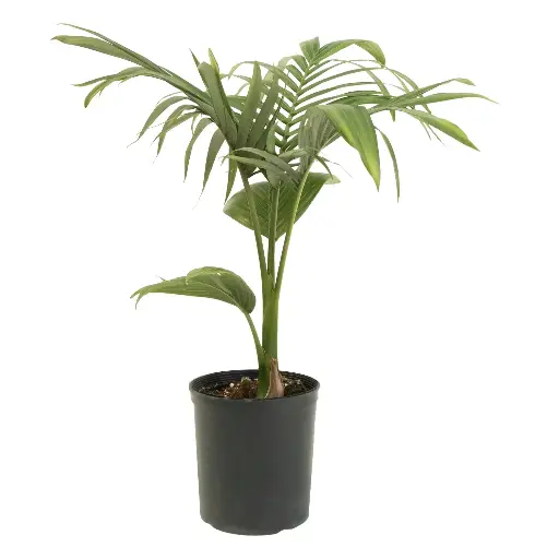 [SUL70272] kentia 14cm كينتيا 
