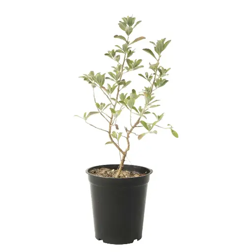 [SUL70276] Leucophyllum 10cm 
