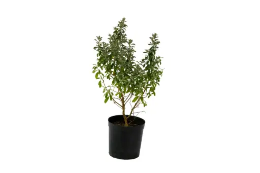 [SUL70277] LEUCOPHYLLUM 14CM ليكوفليوم 