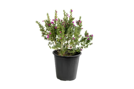 [SUL70278] LEUCOPHYLLUM  25 CM ليكوفليوم