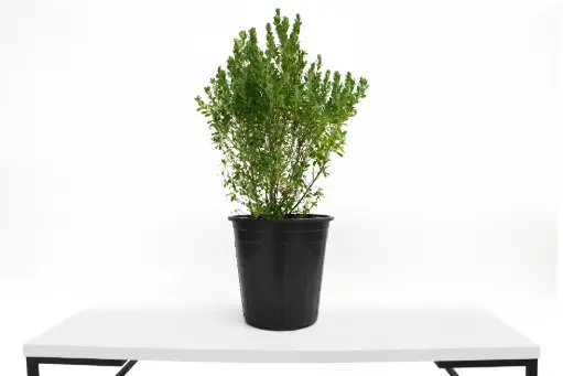 [SUL70278] Leucophyllum 25 CM ليكوفليوم 