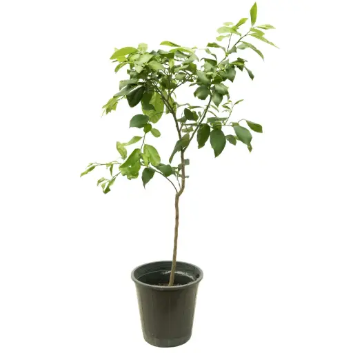 [SUL70284] Lemon Adalia 25cm ليمون اضاليا 