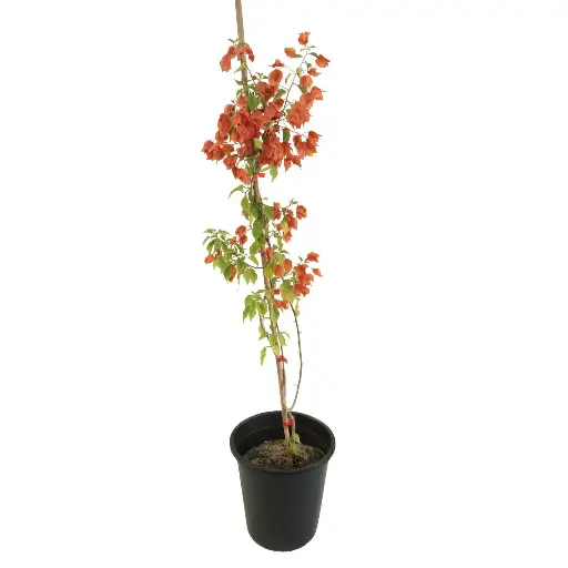 [SUL70300] bougainvillea fence shape 25cm 
