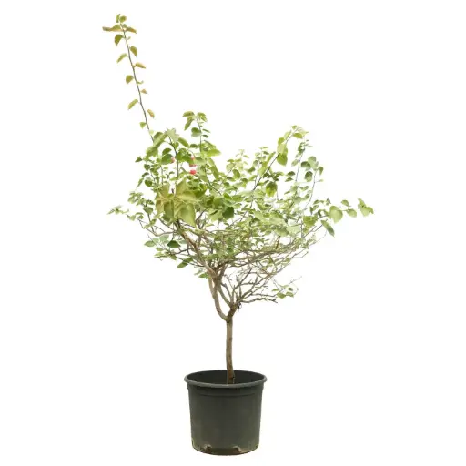 [SUL70302] BOUGAINVILLEA SHRUB 35 CM مجنونة شجيرة 