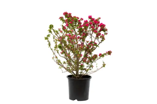 [SUL70305] BOUGAINVILLEA DWARF RED 14 CM مجنونة قزمية حمراء
