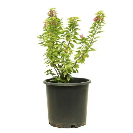 [SUL70306] BOUGAINVILLEA DWARF RED 25CM مجنونة قزميه حمراء 