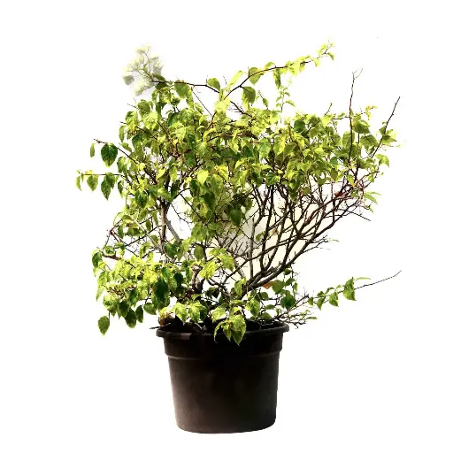 [SUL70312] BOUGAINVILLEA BALL SHAPE 35 CM مجنونة كروية