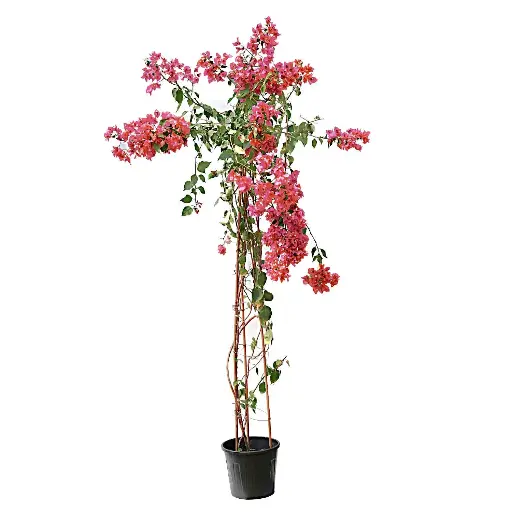 [SUL70318] BOUGAINVILLEA PYRAMIDALSHAPE 35 CM مجنونة هرمية 
