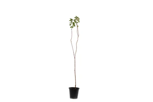 [SUL70319] ARMENICA ALAMAL 25CM مشمش الامل 