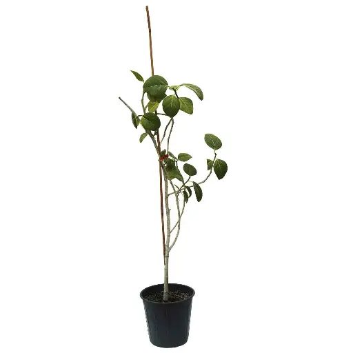 [SUL70322] Ficus benghalensis 25cm مطاط بنغالي 