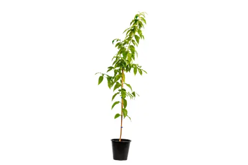 [SUL70326] Morning Queen 25cm ملكة النهار 