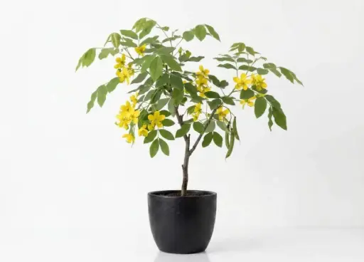 [SUL70328] Moria 25cm موريا 