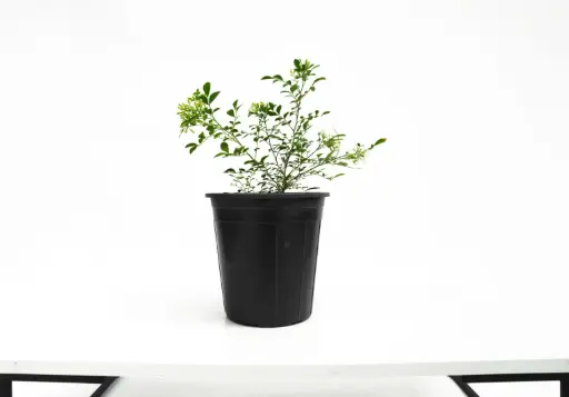 [SUL70329] MORIA 25CM موريا 