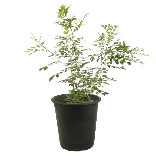 [SUL70329] MORIA 25CM موريا 