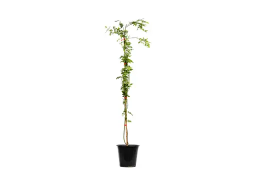 [SUL70359] COMMON JASMINE 25CM ياسمين بلدي 