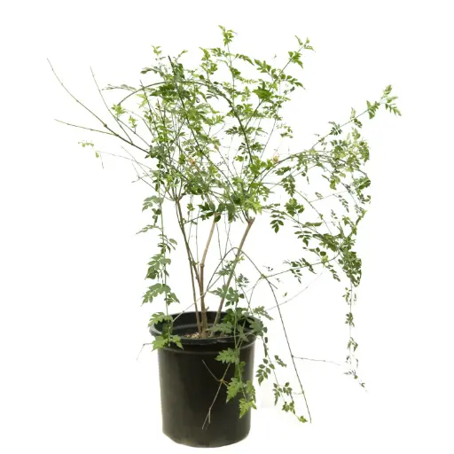 [SUL70360] ياسمين بلدي 35سم