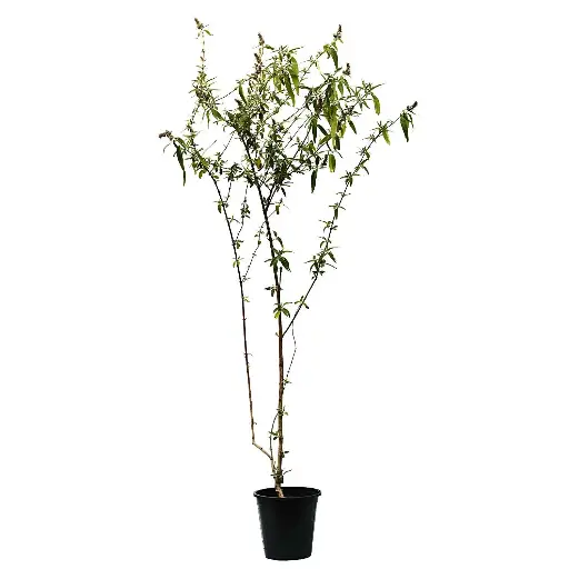 [SUL70362] Jasmine badalya 25cm ياسمين فرنسي