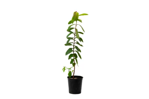 [SUL70680] White Guava 18cm جوافة بيضاء 