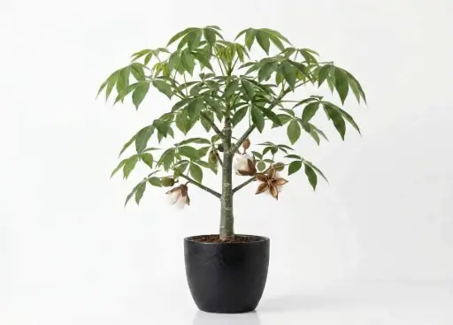 [SUL70673] BOMBAX 4 INCH بومباكس 