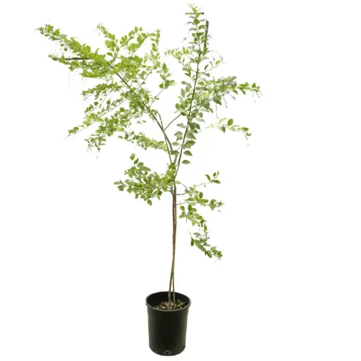 [SUL70641] duranta green vertical shape 35CM