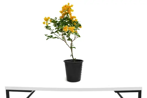 [SUL70655] BOUGAINVILLE Ball Shape 25cm مجنونة كروية