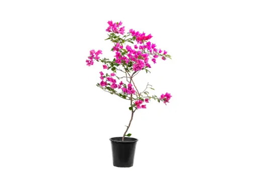 [SUL70655] bougainvillea ball shape 25cm